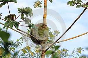 Cute sloth hanging on tree branch with funny face look, portrait of wild animal in the Rainforest of Costa Rica, Bradypus