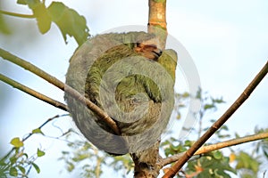 Cute sloth hanging on tree branch with funny face look, portrait of wild animal in the Rainforest of Costa Rica, Bradypus