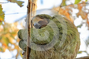 Cute sloth hanging on tree branch with funny face look, portrait of wild animal in the Rainforest of Costa Rica, Bradypus