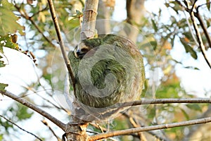 Cute sloth hanging on tree branch with funny face look, portrait of wild animal in the Rainforest of Costa Rica, Bradypus