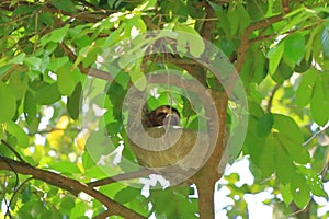 Cute sloth hanging on tree branch with funny face look, portrait of wild animal in the Rainforest of Costa Rica, Bradypus