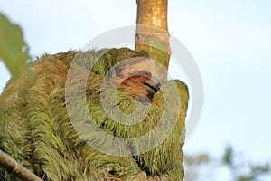 Cute sloth hanging on tree branch with funny face look, portrait of wild animal in the Rainforest of Costa Rica, Bradypus