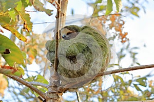 Cute sloth hanging on tree branch with funny face look, portrait of wild animal in the Rainforest of Costa Rica, Bradypus