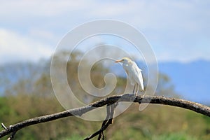 Cute sloth hanging on tree branch with funny face look, portrait of wild animal in the Rainforest of Costa Rica, Bradypus