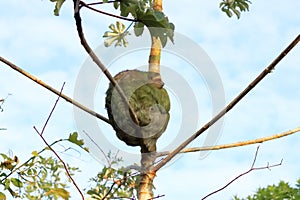 Cute sloth hanging on tree branch with funny face look, portrait of wild animal in the Rainforest of Costa Rica, Bradypus