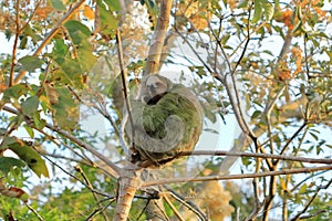 Cute sloth hanging on tree branch with funny face look, portrait of wild animal in the Rainforest of Costa Rica, Bradypus