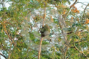Cute sloth hanging on tree branch with funny face look, portrait of wild animal in the Rainforest of Costa Rica, Bradypus