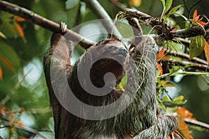 Cute sloth hanging on tree branch. Perfect portrait of wild animal in the Rainforest of Costa Rica.