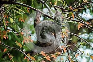 Cute sloth hanging on tree branch. Perfect portrait of wild animal in the Rainforest of Costa Rica.