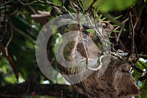 Cute sloth hanging on tree branch. Perfect portrait of wild animal in the Rainforest of Costa Rica.