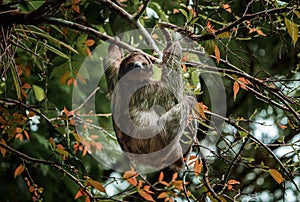 Cute sloth hanging on tree branch. Perfect portrait of wild animal in the Rainforest of Costa Rica.