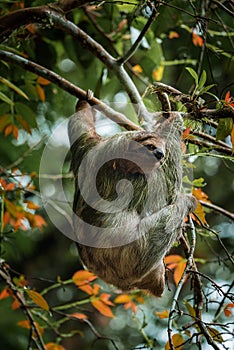 Cute sloth hanging on tree branch. Perfect portrait of wild animal in the Rainforest of Costa Rica.