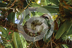 Cute sloth hanging on tree branch. Perfect portrait of wild animal in the Rainforest of Costa Rica.