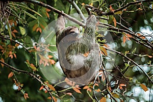 Cute sloth hanging on tree branch. Perfect portrait of wild animal in the Rainforest of Costa Rica.