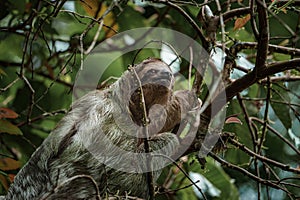 Cute sloth hanging on tree branch. Perfect portrait of wild animal in the Rainforest of Costa Rica.