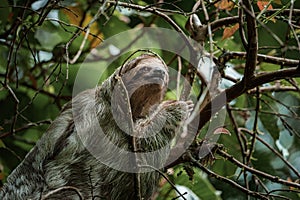 Cute sloth hanging on tree branch. Perfect portrait of wild animal in the Rainforest of Costa Rica.