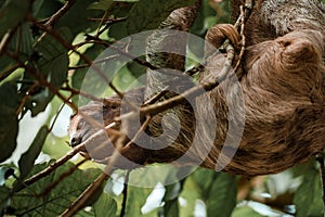 Cute sloth hanging on tree branch. Perfect portrait of wild animal in the Rainforest of Costa Rica.