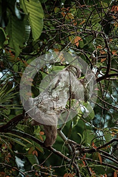 Cute sloth hanging on tree branch. Perfect portrait of wild animal in the Rainforest of Costa Rica.