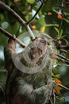 Cute sloth hanging on tree branch. Perfect portrait of wild animal in the Rainforest of Costa Rica.