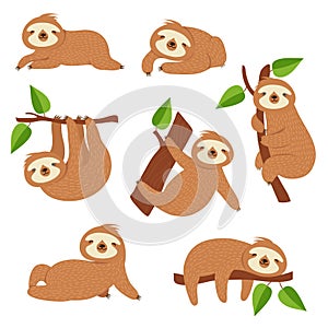 Cute sloths. Cartoon sloth hanging on tree branch. Baby jungle animal vector isolated characters