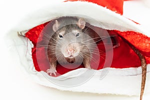 Cute and sly rats symbol of the new year 2020 closeup portrait