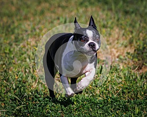 Cute small adorable black Boston Terrier running in a field on a sunny day