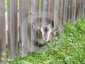 Cute small American Pygmy goat, Capra aegagrus hircus pushing its head through a wooden fence
