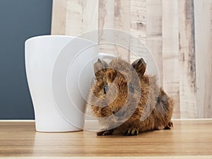 Cute small baby abyssinian guinea pig with mug