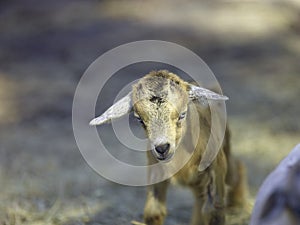A cute small baby brown goat