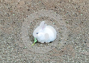 Cute Small Baby Easter Bunny (White Rabbit) Sit and Eat Vegetable