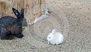 Cute Small Baby Easter Bunny (White Rabbit) Sit and Eat Vegetable on The Ground with Black Rabbit Behind