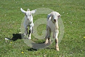 Cute and small baby goats