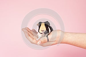 A cute small baby guinea pig sitting held in a human hand on a pink coloured background