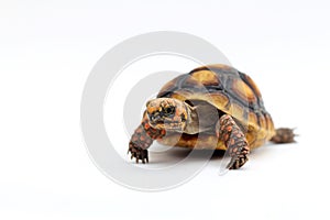 Cute small baby Red-foot Tortoise in front of white background