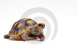 Cute small baby Red-foot Tortoise in front of white background