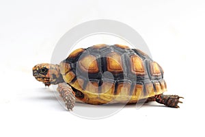 Cute small baby Red-foot Tortoise in front of white background