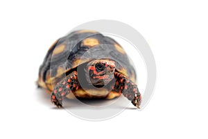 Cute small baby Red-foot Tortoise in front of white background