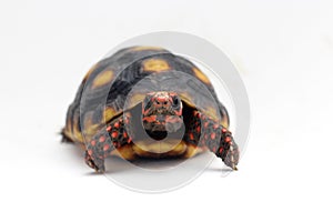 Cute small baby Red-foot Tortoise in front of white background