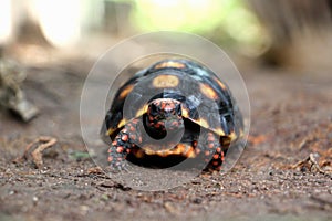 Cute small baby Red-foot Tortoise in the nature