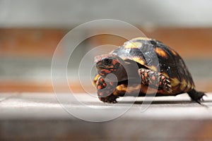 Cute small baby Red-foot Tortoise in the nature
