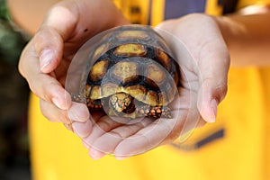 Cute small baby Red-foot Tortoise in the nature