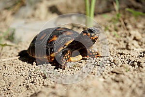 Cute small baby Red-foot Tortoise in the nature,The red-footed tortoise Chelonoidis carbonarius