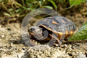 Cute small baby Red-foot Tortoise in the nature,The red-footed tortoise Chelonoidis carbonarius