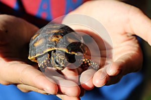 Cute small baby Red-foot Tortoise in the nature,The red-footed tortoise Chelonoidis carbonarius