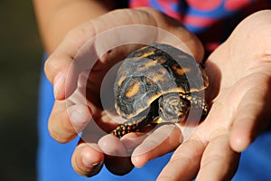 Cute small baby Red-foot Tortoise in the nature,The red-footed tortoise Chelonoidis carbonarius