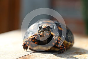 Cute small baby Red-foot Tortoise in the nature,The red-footed tortoise Chelonoidis carbonarius