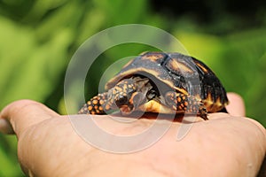 Cute small baby Red-foot Tortoise in the nature,The red-footed tortoise Chelonoidis carbonarius