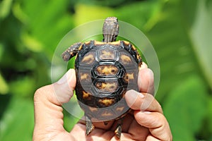 Cute small baby Red-foot Tortoise in the nature,The red-footed tortoise Chelonoidis carbonarius