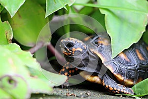 Cute small baby Red-foot Tortoise in the nature,The red-footed tortoise Chelonoidis carbonarius is a species of tortoise from no