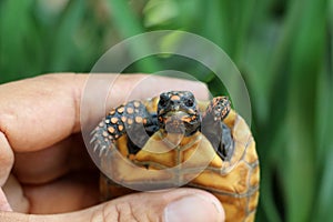 Cute small baby Red-foot Tortoise in the nature,The red-footed tortoise Chelonoidis carbonarius is a species of tortoise from no